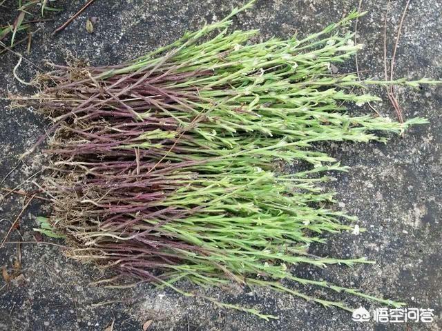 壮阳神草，独脚金被称为“圣草”，价格稳定，它能人工种植吗