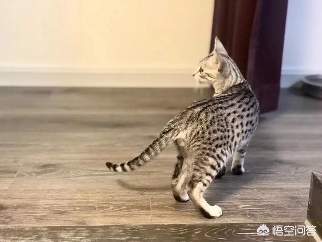 猫瘟:家里小猫猫瘟走了，要怎么消毒？
