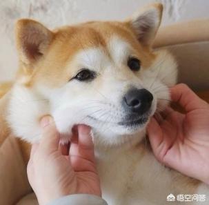 冷血动物有哪些是宠物:什么冷血动物适合当宠物 想要养宠物，又怕影响别人，有什么适合的宠物可以养吗？