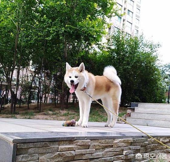 纯种秋田犬好养吗:饲养秋田犬需要注意什么？