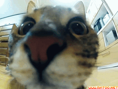 猫咪猎手:怎么从一窝猫咪中挑选出猫王？
