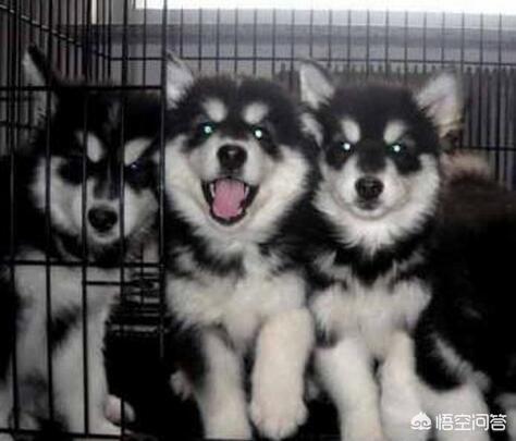 东台市阿拉斯加克利凯犬视频选犬:阿拉斯加狗狗是大点的贵还是小点的贵？应该如何选择？