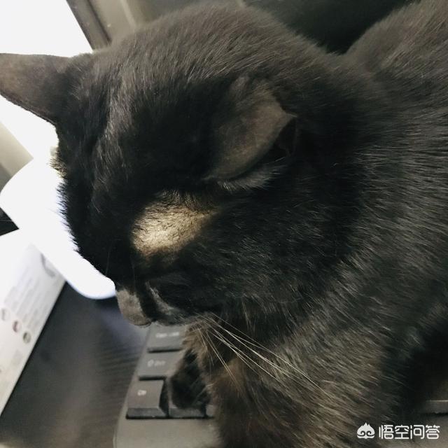 木叶养猫人:怎么看一个人适不适合养猫？