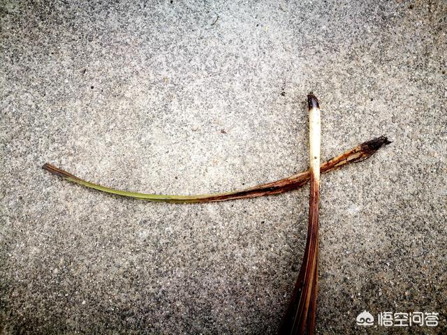 软腐病:预防兰花软腐病和茎腐病，用药时应该灌根还是喷施？
