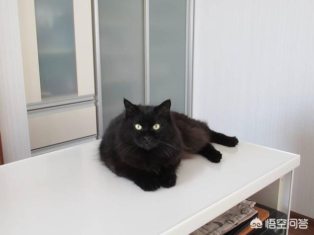 猫咪摇头打喷嚏:猫咪打喷嚏是不是感冒了？