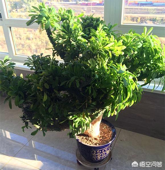 麒麟掌图片:麒麟掌的养殖方法是什么？