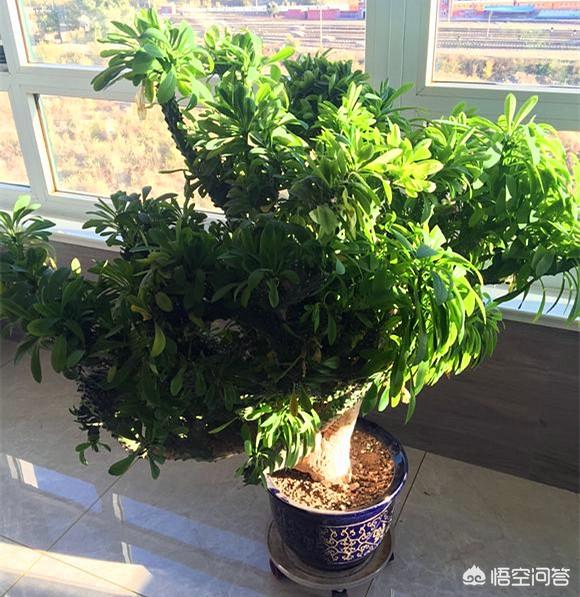 仙人科花卉麒麟掌类:麒麟掌的养殖方法是什么？