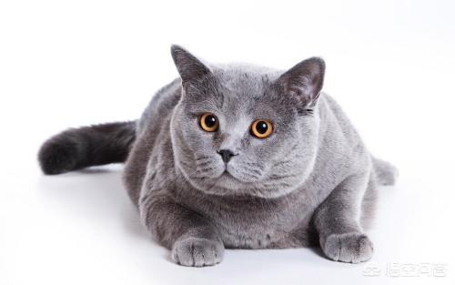 包子脸猫价格:包子脸猫一般多少钱 蓝猫多大才能长成包子脸？