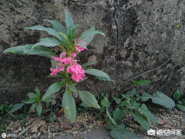 农村的凤仙花,你还记得吗？它有什么用途？