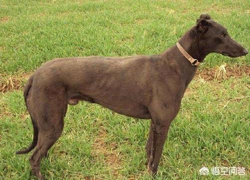 格力狗图片:格力犬吃太多了，突然拉水便怎么办？