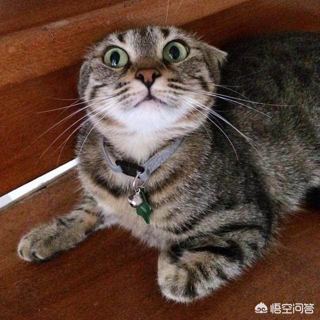 我的伽菲猫跑酷:汤姆猫跑酷游戏介绍作文我想写一篇作文，可我又不知道怎么写？