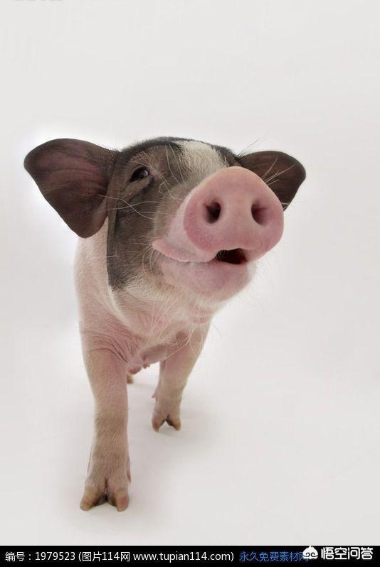 头条问答 - 关于猪的伸懒腰打哈欠的病怎么治疗?(23个回答)