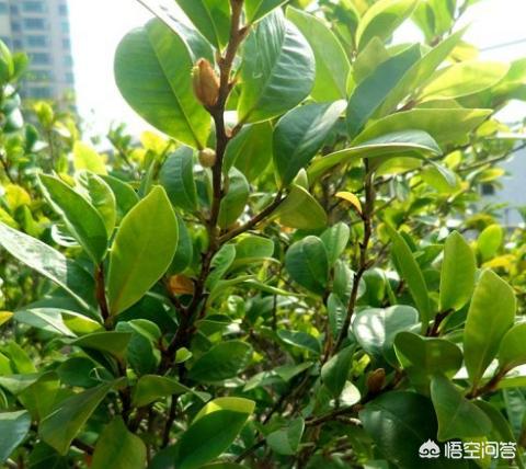 含笑花怎么养才好:含笑花生长旺季在什么季节？