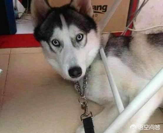hashiqi壁纸:哈士奇呕吐的原因有哪些？怎么办？