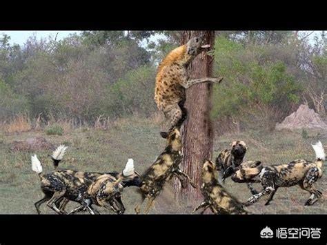 斑鬣狗属于猫科吗:斑鬣狗为什么是猫科动物 为什么有些体型大的鬣狗打不过体型小的野狗？