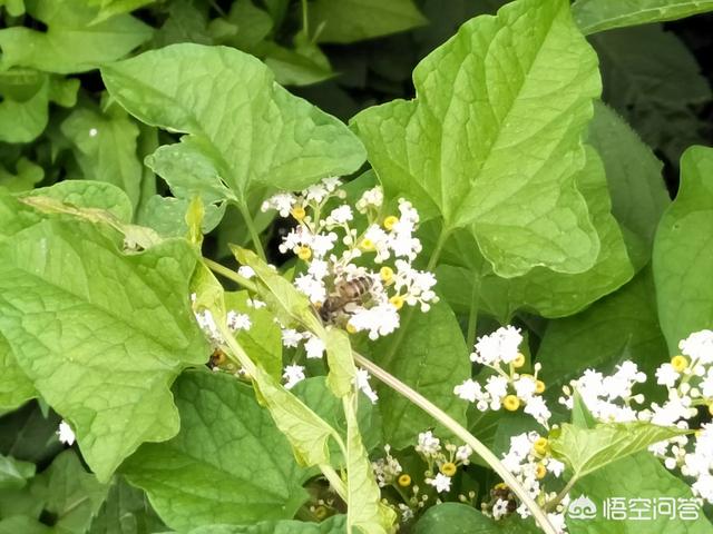 关于蜜蜂的知识有哪些简单:请问蜜蜂身体结构是什么东西构成的？