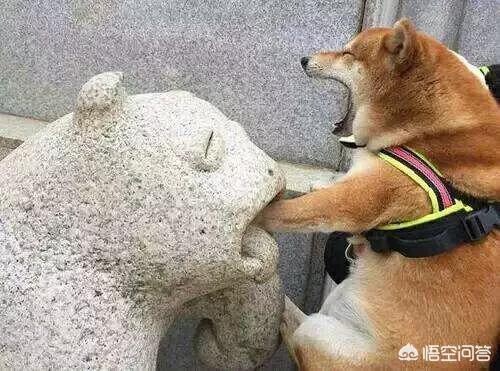 驯养宠物知识大全:养狗需要知道哪些小知识？