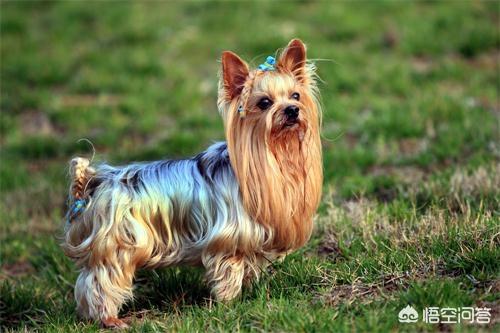 耳立:正宗的中华田园犬耳朵是立着的还是耷拉着的？ 耳立是什么意思