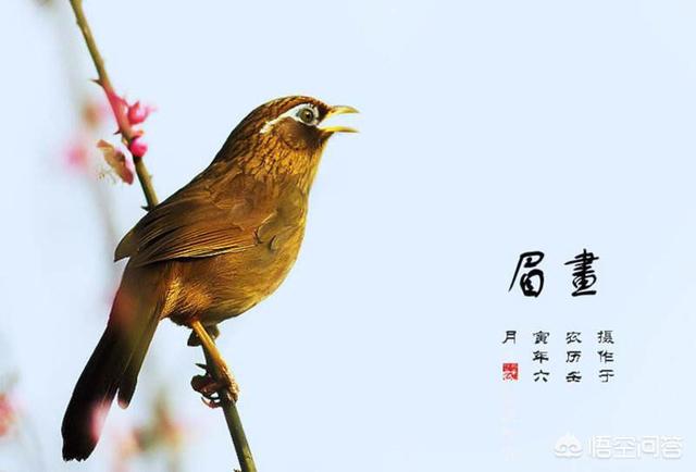 我的画眉鸟不叫怎么办:画眉鸟不鸣叫的几种原因？