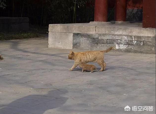 主人抓着橘猫的手跳舞:搬了新家，六岁橘猫晚上一直叫没停过，怎么办？