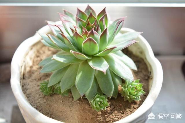 长生草属多肉怎么养:我的观音莲怎么只长半边侧芽？
