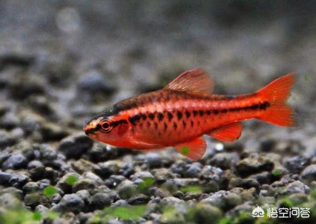 红箭鱼繁殖产前征兆:热带鱼怎么判断是不是快要生了？
