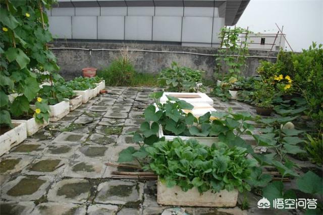 屋顶造空中秧田:在屋顶花园适合种植什么样的植物？