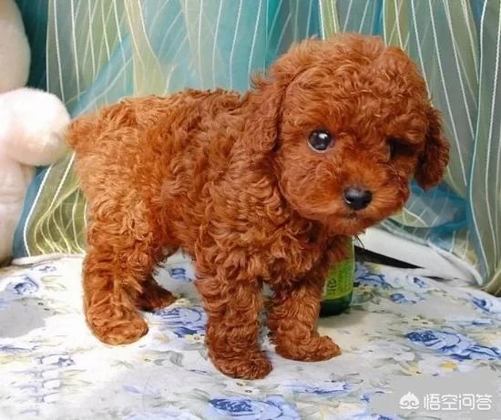 泰迪犬什么时候剃胎毛:夏天可以给两个月泰迪剃胎毛吗?多久能长出来？