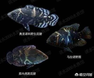 大型观赏鱼的种类:推荐几种家庭饲养的大型观赏鱼？ 大型观赏鱼有哪些品种