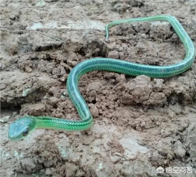 无毒蛇:俗话说：一里路上有墨蛇，十里路上无毒蛇，墨蛇是啥蛇？