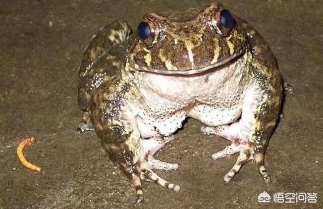 箭毒蛙身上的毒是怎么来的，现在农村的石蛙价格高达110元/斤，石蛙为何这么贵