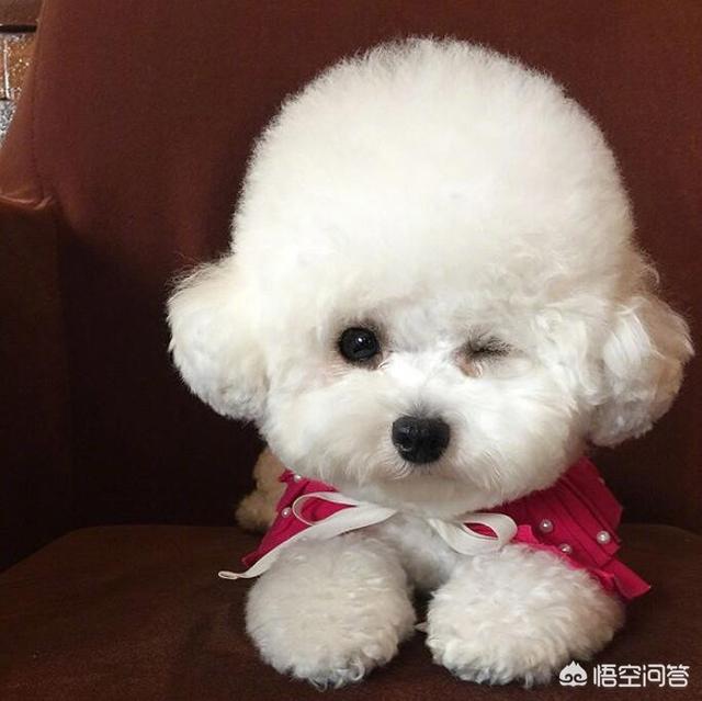 贝林登梗犬和贝灵顿梗:狗狗不正常掉毛的原因有哪些？