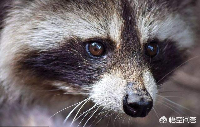 头条问答 - 幼貉什么时间注射疫苗最合适?(3个回答)