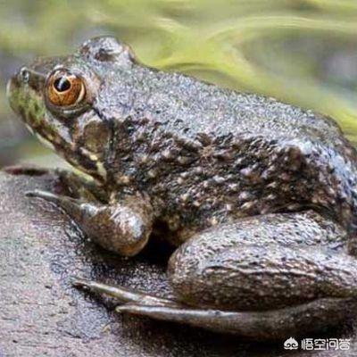 非洲牛蛙突然拒食:全球最毒的十种食物是什么？