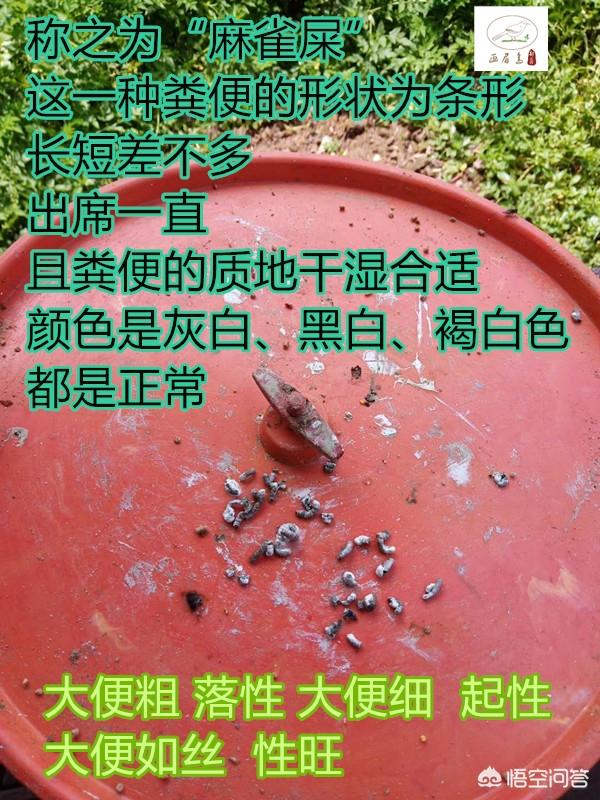公母画眉鸟叫声大全:公母画眉鸟叫声大全,要听乌鸫叫声,百舌鸟叫声 在画眉鸟不开口的前题下怎样分公母？