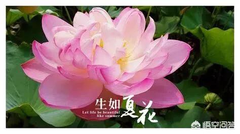 头条问答 你能用一句话来概括你的人生格言吗 生活亦可乐的回答 0赞