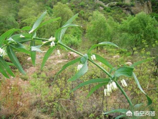 黄精:黄精有什么功效？有哪些烹饪方法？
