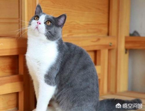 皇家宠物医院可以做便检吗:五个月英短猫每天拉稀怎么办，猫吐黄水，猫咪上吐下泻，怎么办？