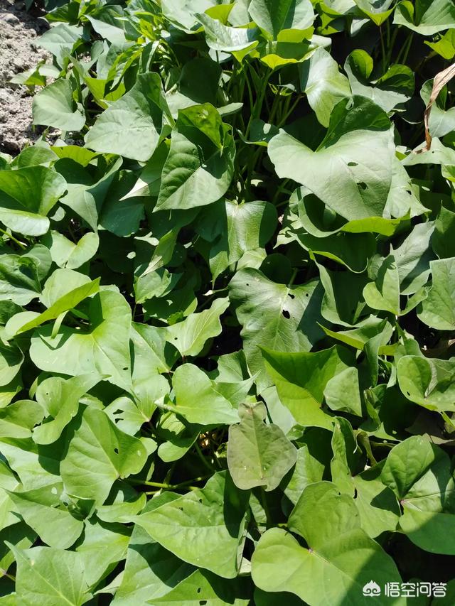 头条问答 - 红薯蔓现在插可以吗?(32个回答)