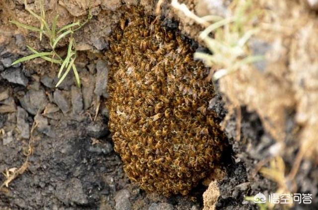 马蜂窝的药用价值,什么时候是找蜂的好季节？