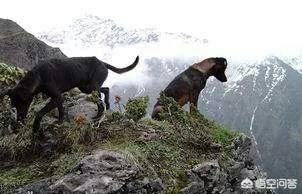 正宗青川猎犬图片:我国哪些土猎犬适合在大山中狩猎？有何依据？