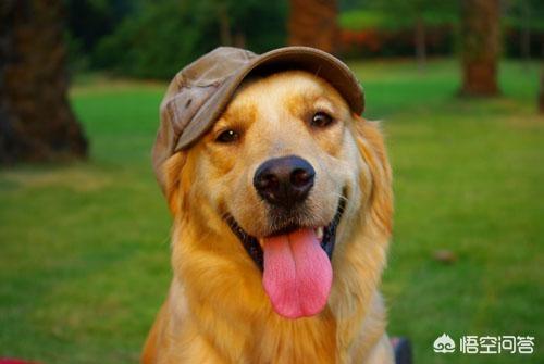 小金毛犬怎么养:金毛狗一天喂几顿好，健康饲养法？