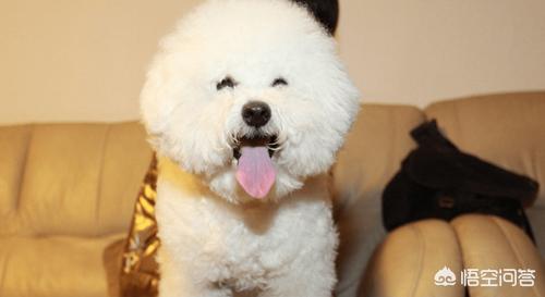 犬钩虫病口腔:比熊上火才得口炎吗，比熊口炎是怎么得的呢？