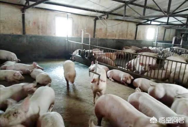微型猪养殖:一般养殖场，仔猪从断奶长到120公斤需要多久？需要吃多少料？