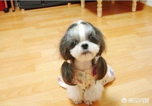 重庆彭水西施犬多少钱一只:爸爸、妈妈怎样给孩子挑选一只合适的狗狗？