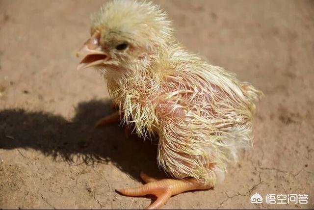 刚出生的小鸡怎么喂养,刚出生的小鸡要第几天才能喂食？