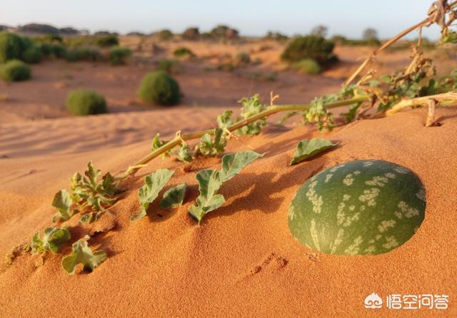 戈壁西瓜为什么禁种，沙漠里遍地是“西瓜”为何无人敢吃