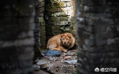 狗狗突然拼命吃草，是怎么回事？插图20