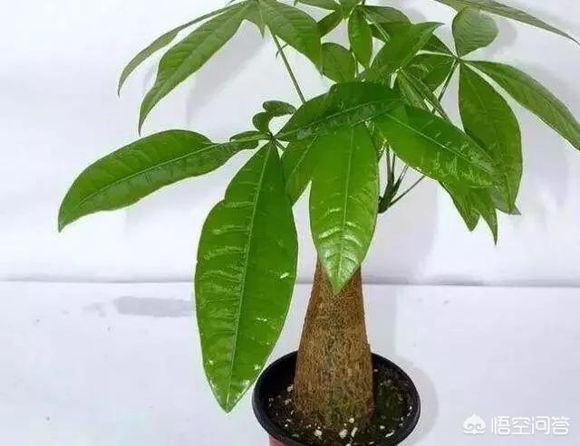 盆景发财树怎么养才长得好:发财树应该怎样浇水，能够养到第三年？