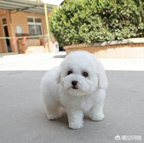 巴比熊犬图片:小比熊犬图片 请问一下有人知道这是什么品种的狗狗吗？